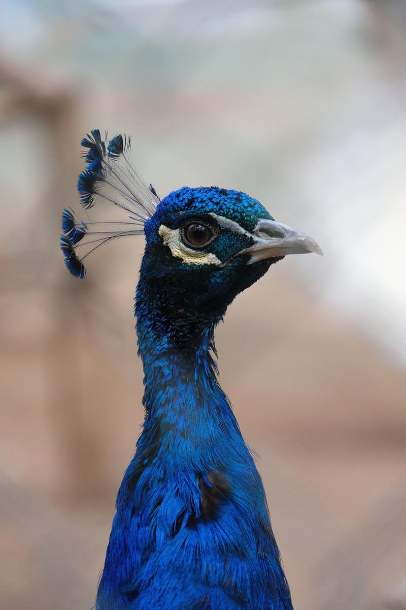 Eclipsed Elegance